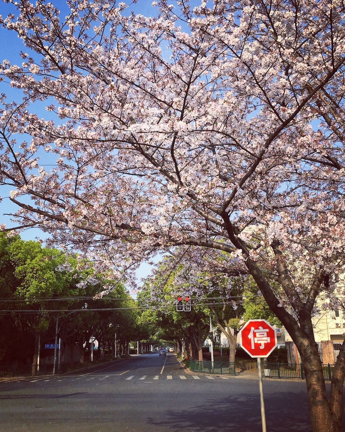 春天的最后一摸 Sakura